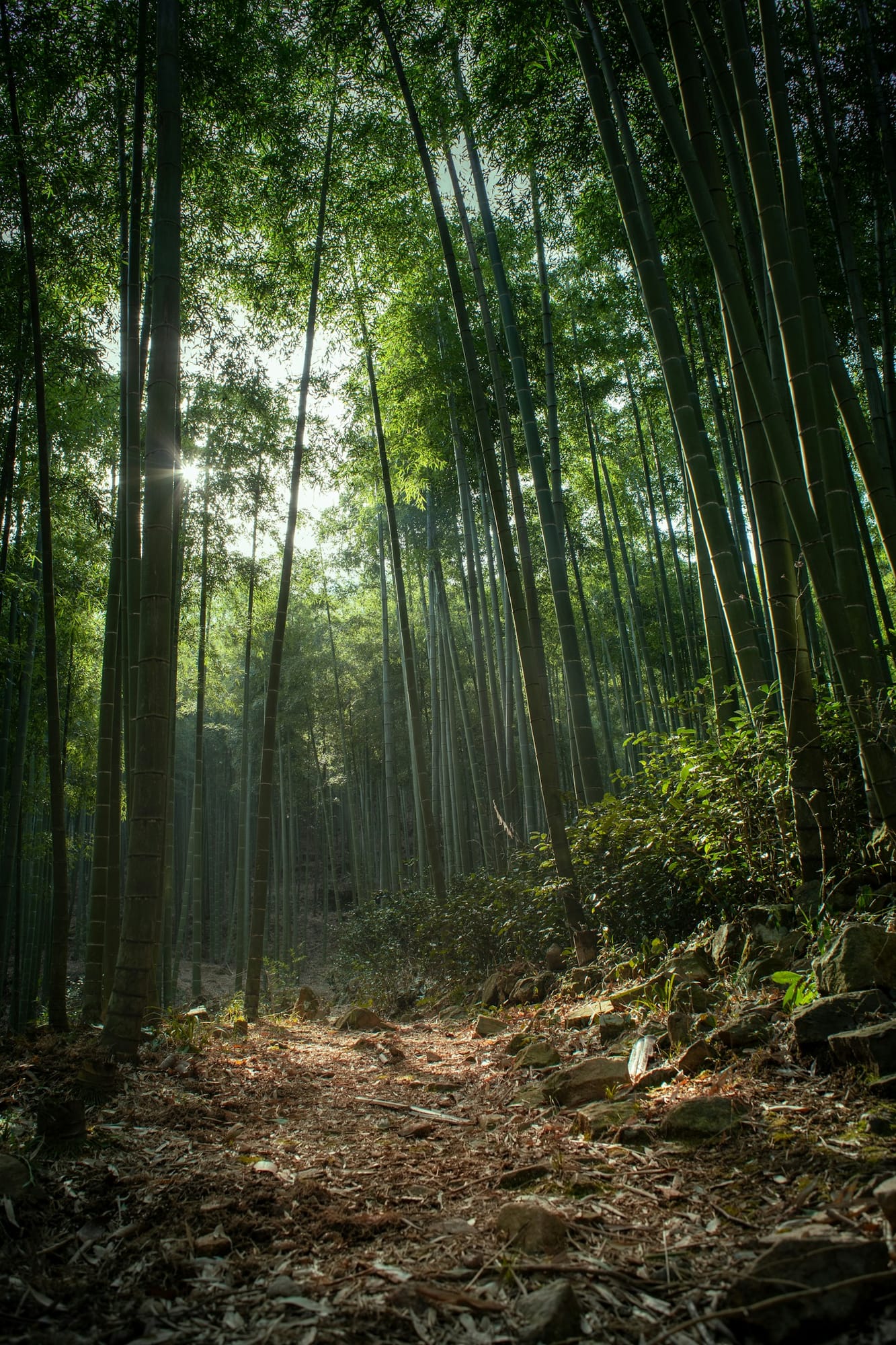 安吉企业团建旅行